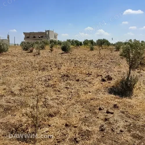 أرض زراعية مشجرة زيتون للبيع في القنيطرة