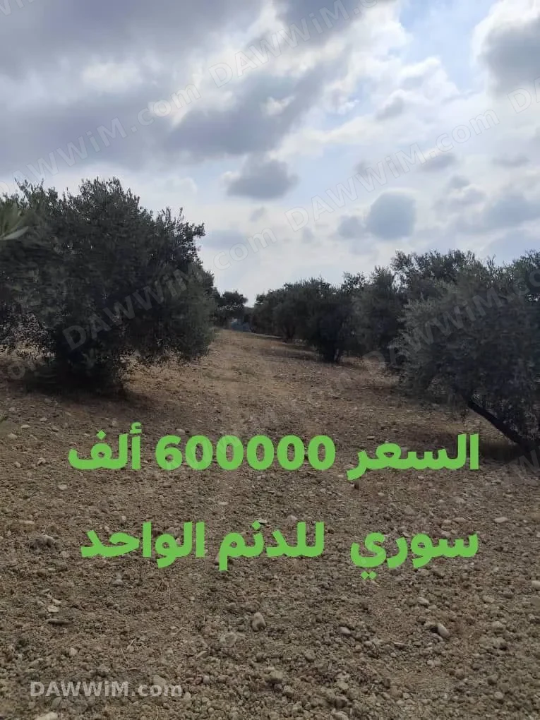 أرض مشجرة زيتون في طوق مدينة اللاذقية