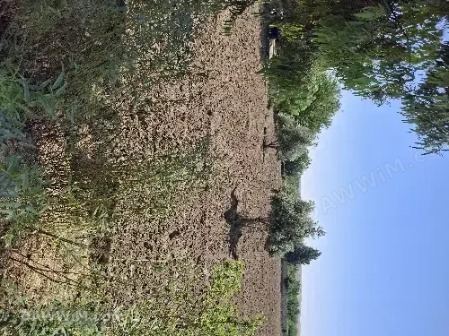 أرض زراعية أميرية للبيع في الرقة