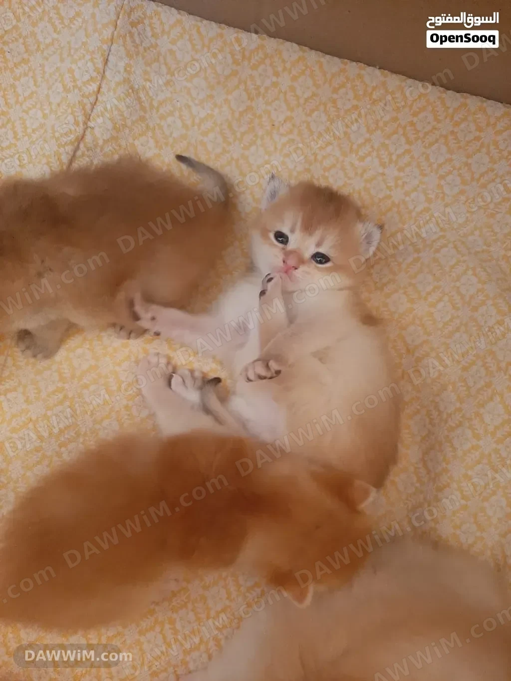 قطط سكوتش ستريت للبيع