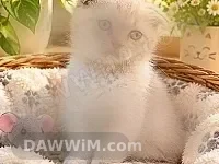 قط سكوتش فولد هجين للبيع
