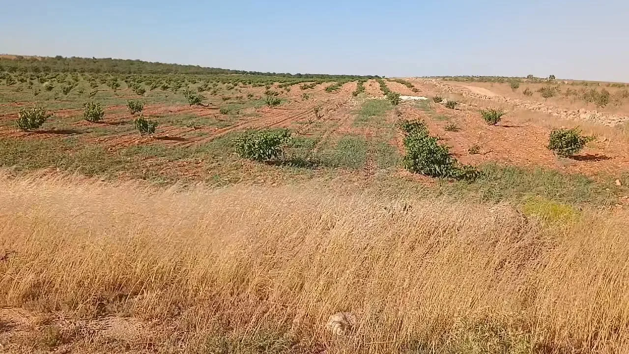 أرض زراعية للبيع في ريف حمص الشرقي