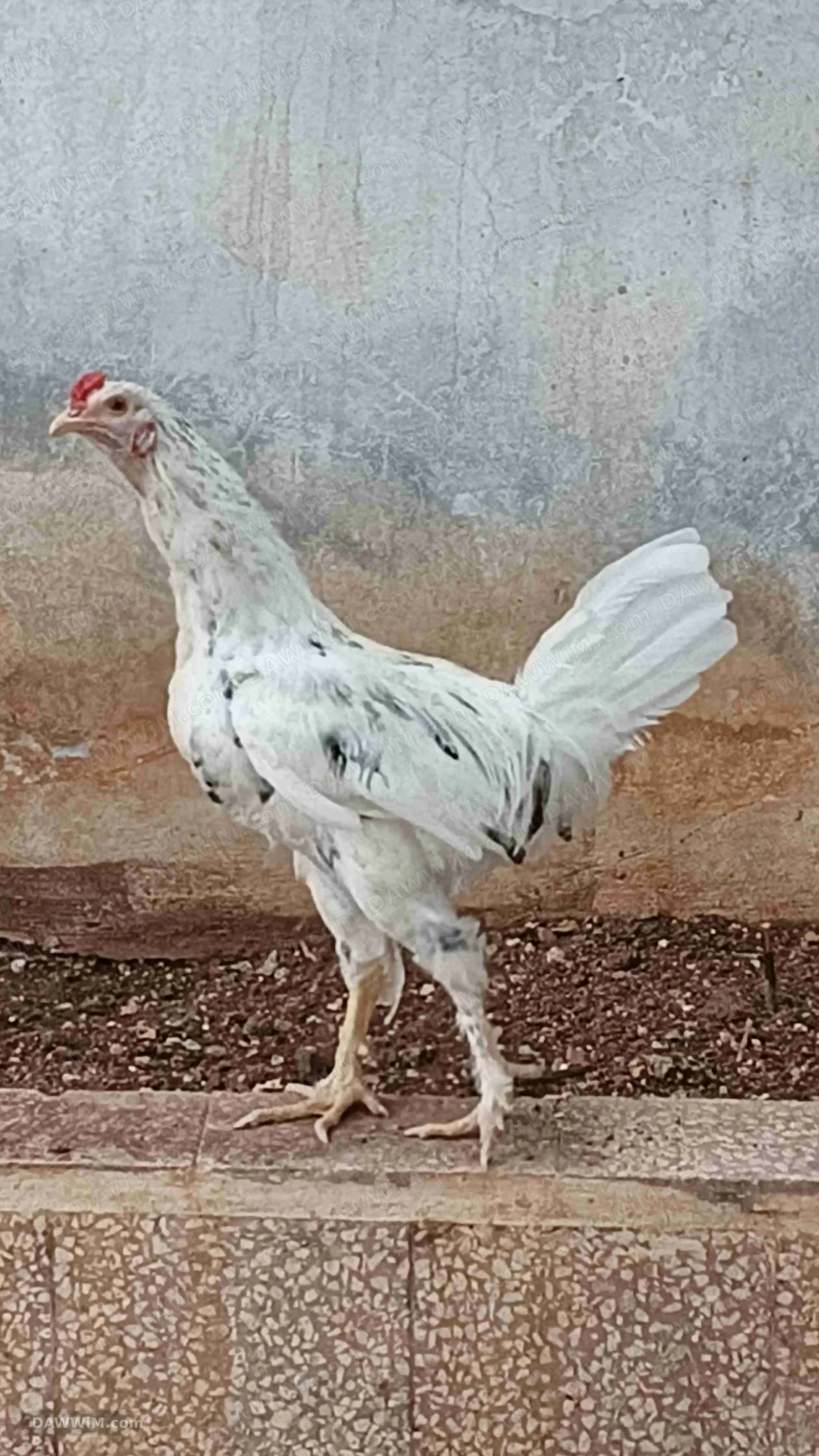ديك بلدي للبيع