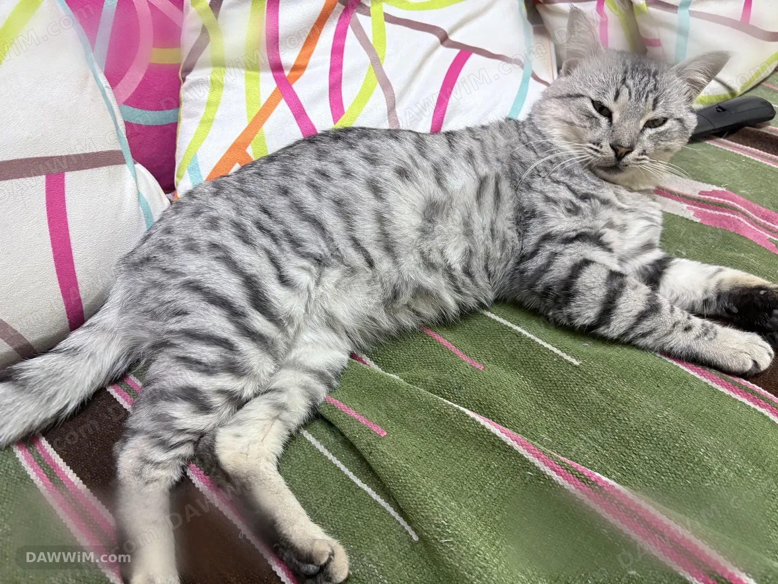 قط بريتيش شورت هير تابي للبيع