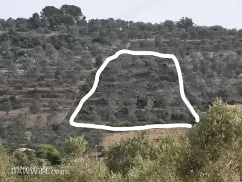 مزرعة زيتون مشجرة مع طابو أخضر في طرطوس