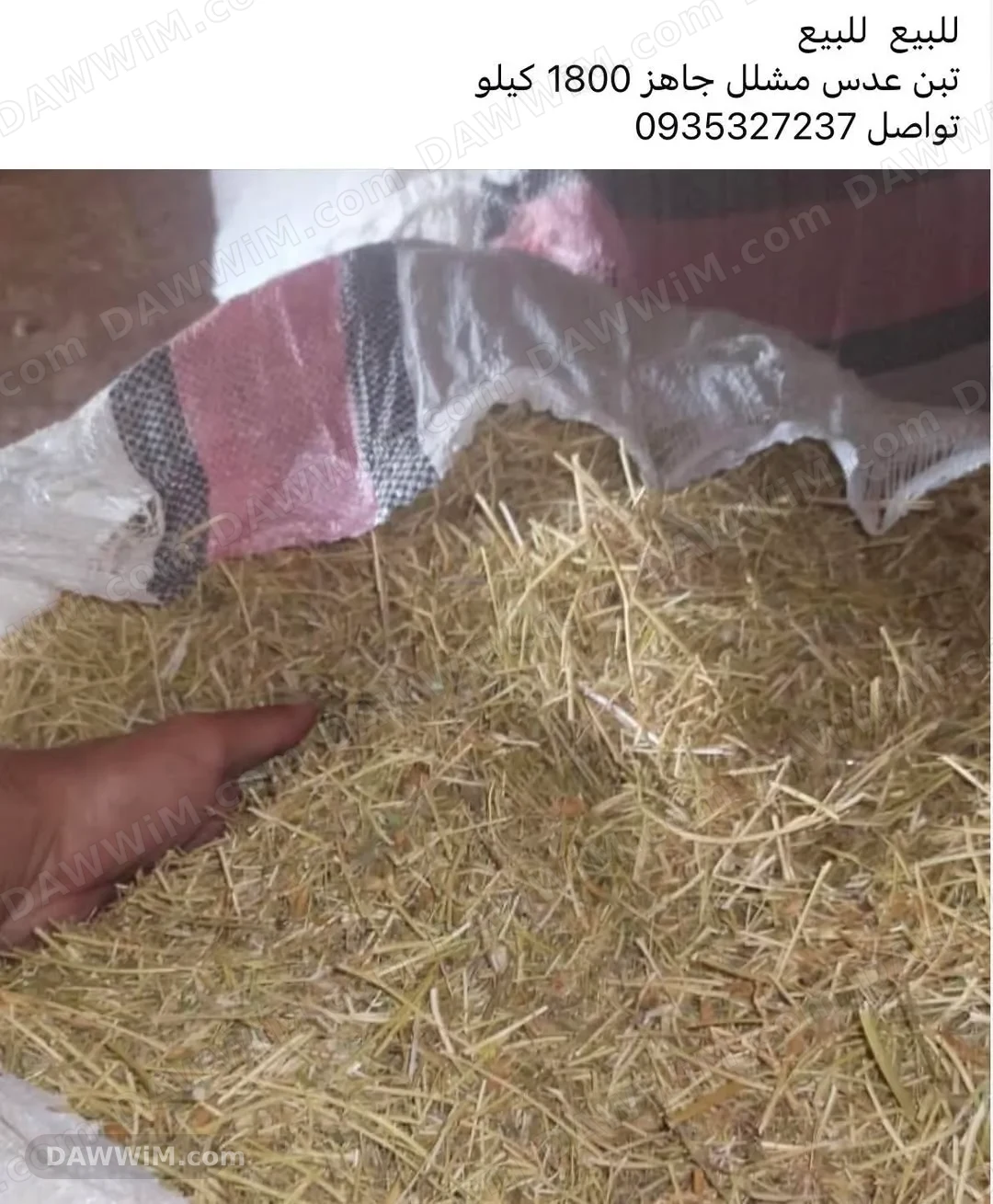 تبن عدس مشلل للبيع