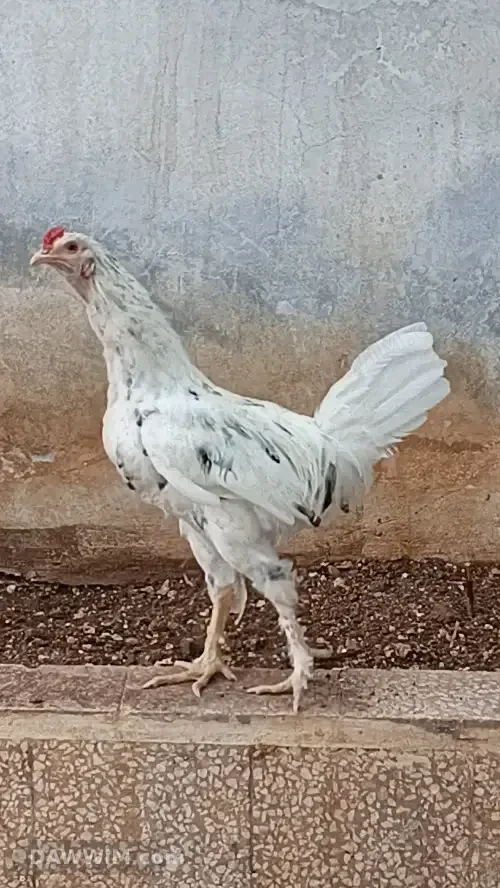 ديك بلدي عمره 8 أشهر