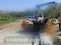 أشجار نخيل مثمرة للبيع في البوكمال