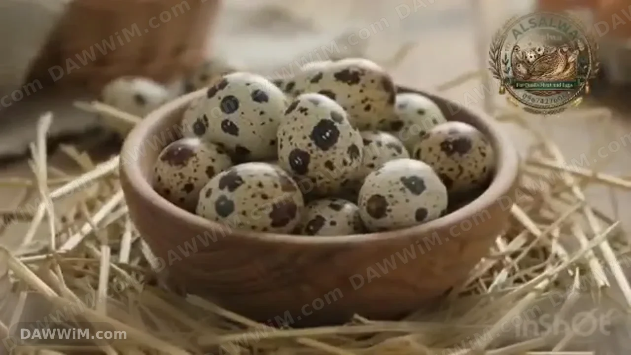 طائر سمان وبيض سمان طازج من مزارع فري الشام
