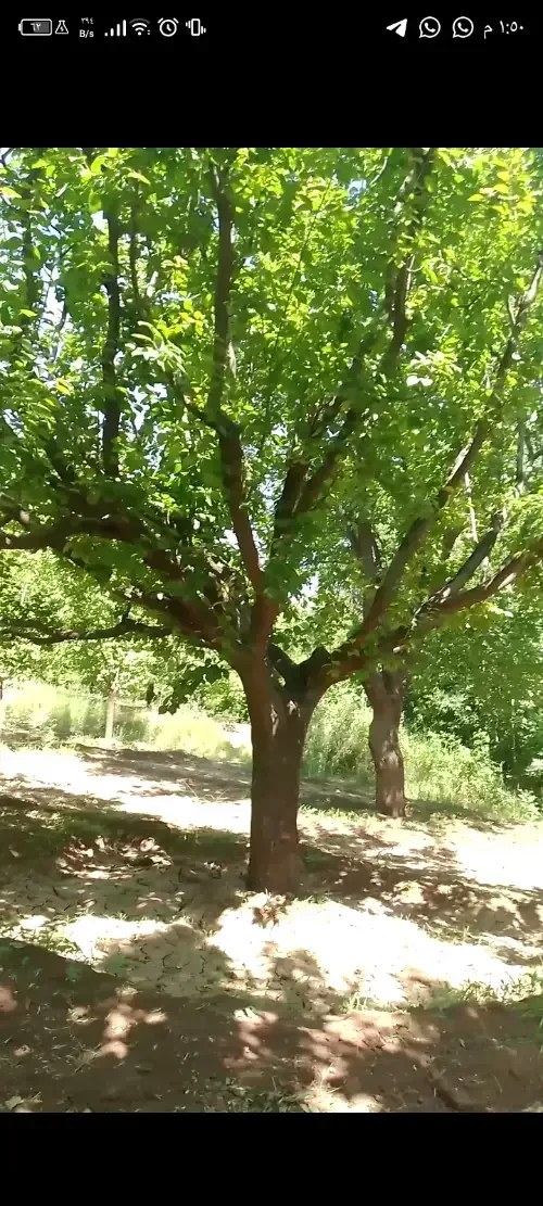 أرض زراعية للبيع في ريف دمشق