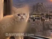 قط بريتش بيور (British Shorthair) غولدن للبيع