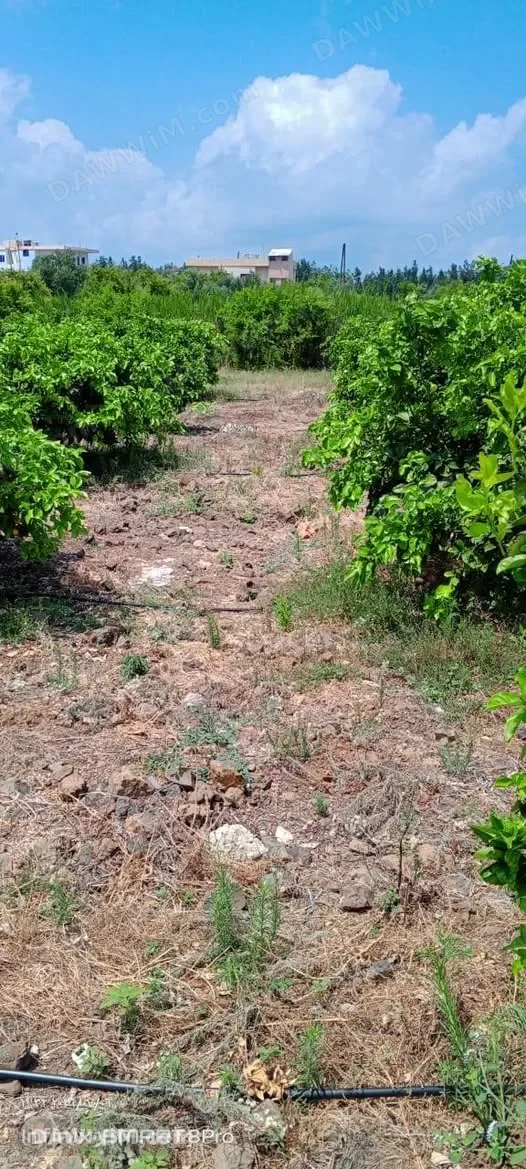 أرض زراعية مشجرة للبيع في القبيبة مع بئر وشبكة تنقيط وبيت زراعي