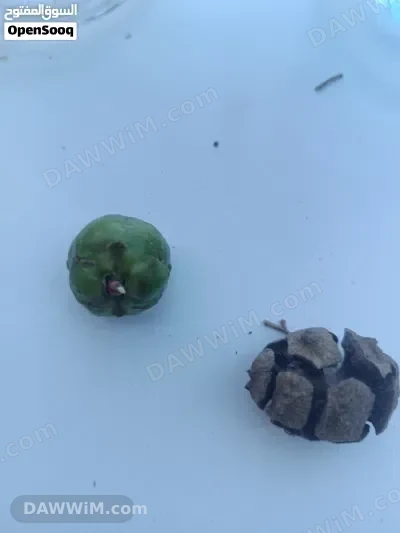 ثمار شجرة السرو للبيع