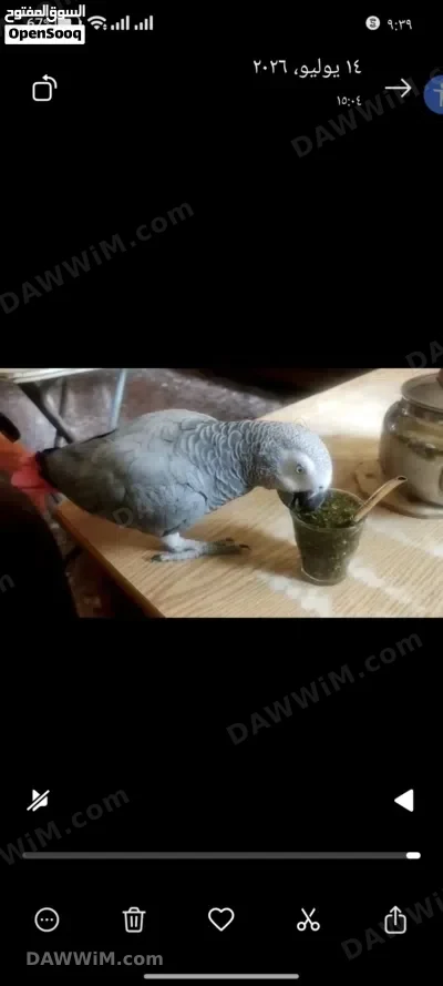 ببغاء كاسكو أفريقي أليف متكلم مع قفصه