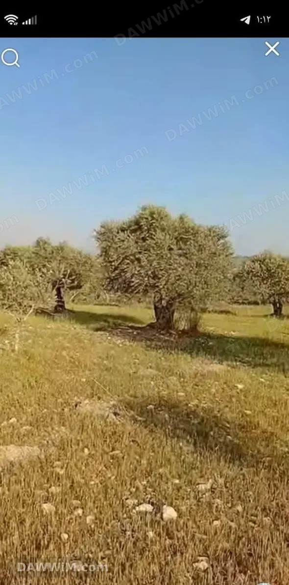 أرض زراعية للبيع في الجوزية - 14 دونم