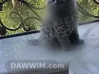 قطط صغيرة عمرها شهر ونص للبيع