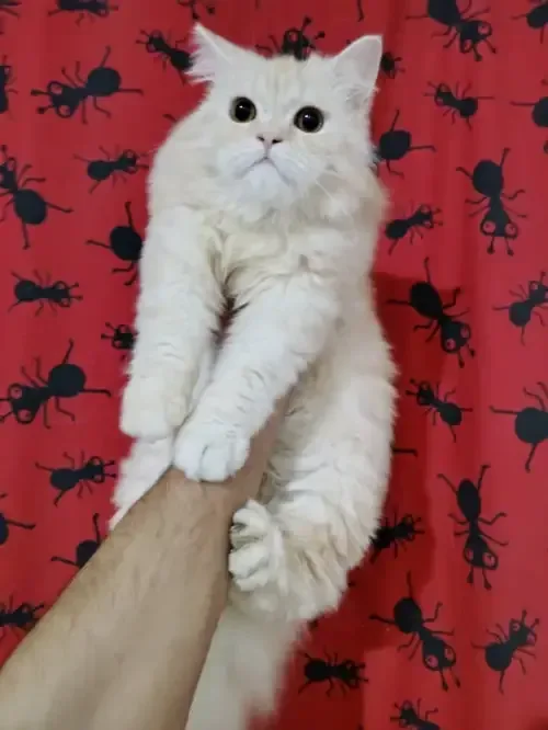 قط ذكر شانشيلا هيملايا مهجن عمره 7 شهور