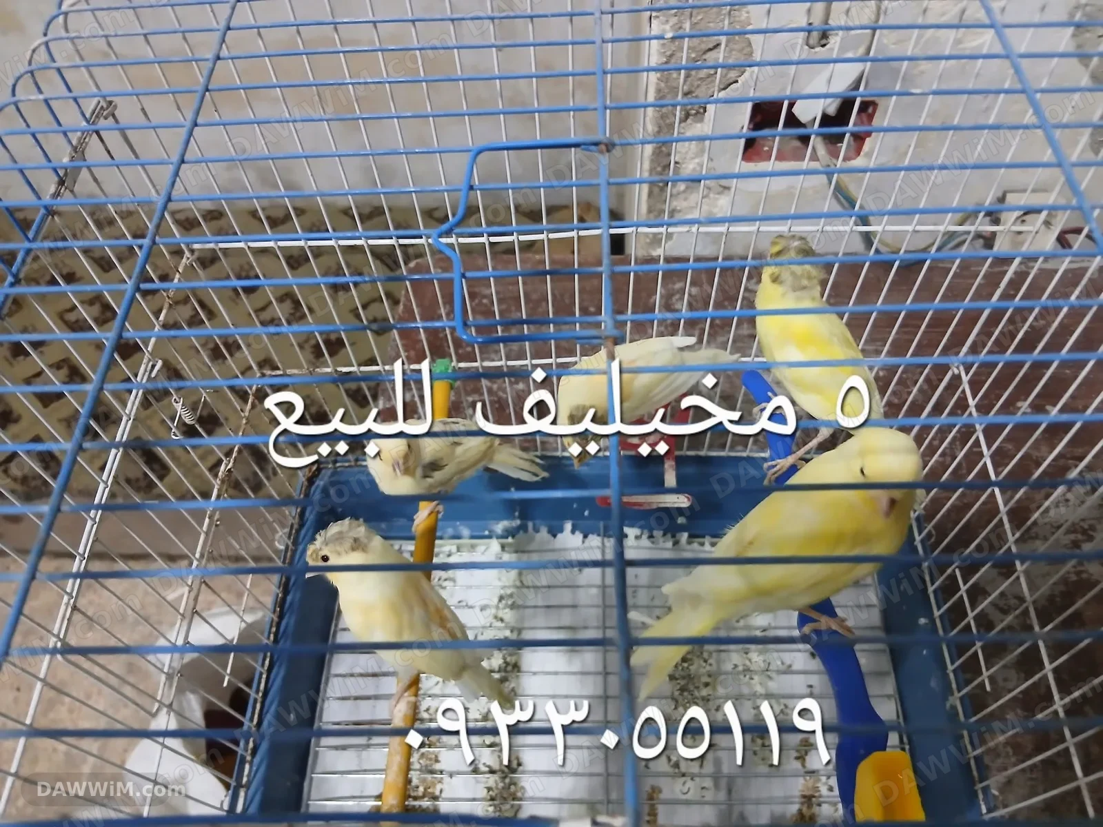 مخاليف كناري للبيع
