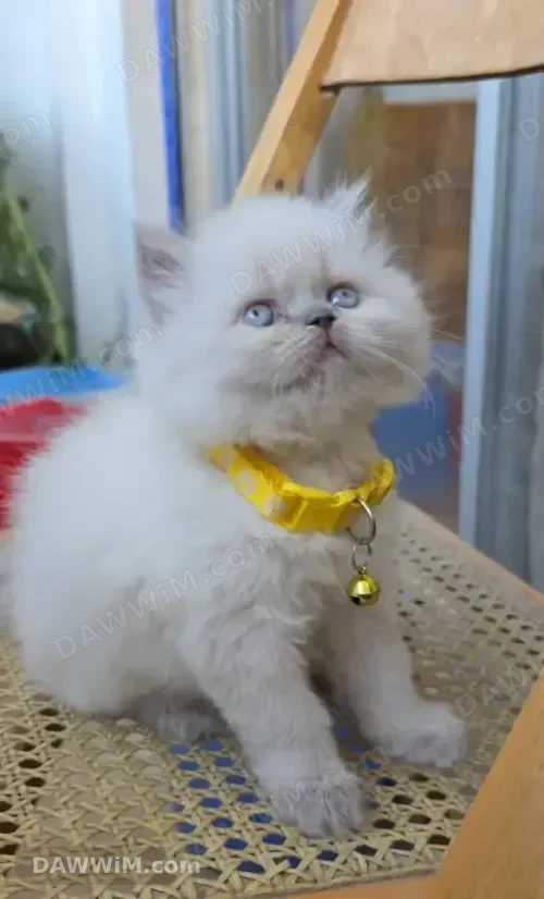 قطة هيمالايا للبيع