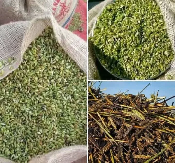 فريكة شغل السنة طازجة ومنقاة للبيع