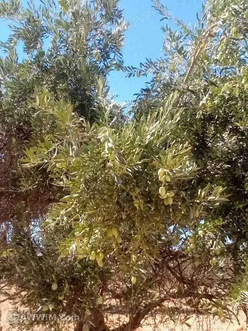 مزرعة للبيع في خان الشيح - ريف دمشق