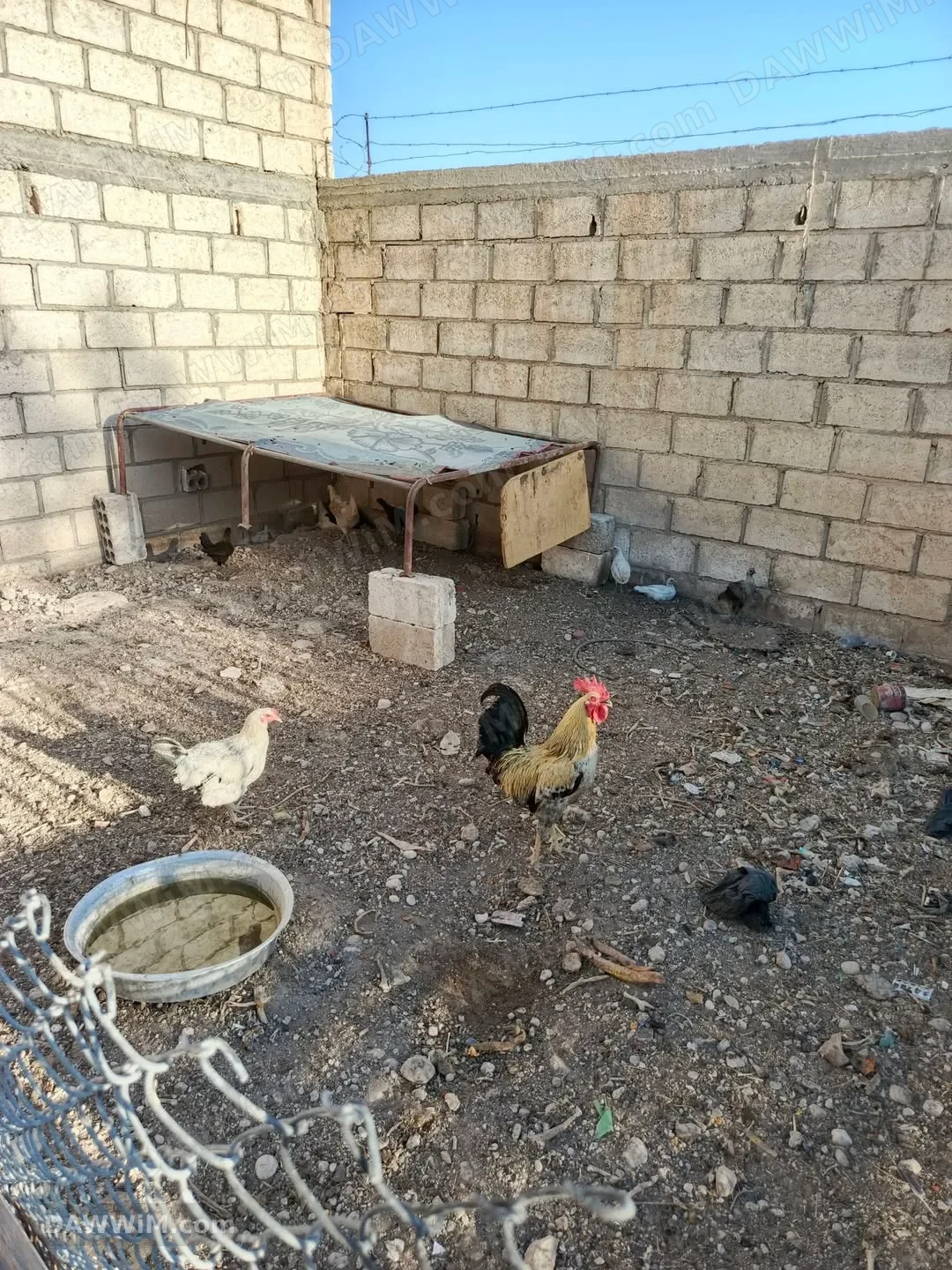 للبيع: 4 دجاجات و12 صوص
