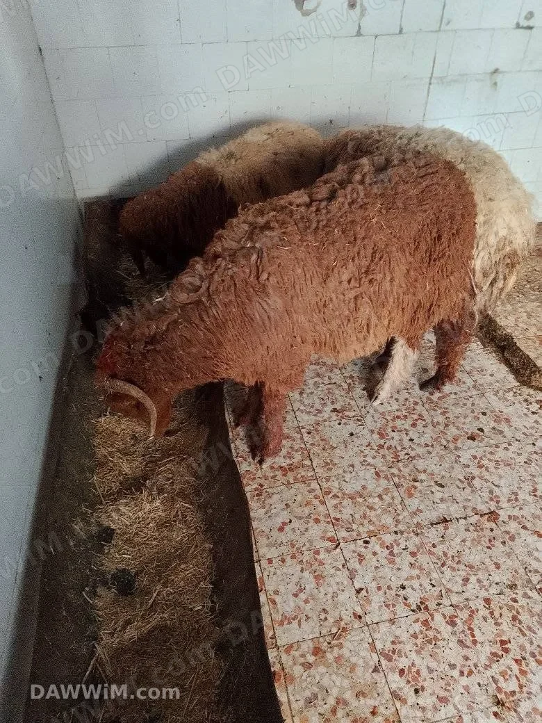 خواريف للبيع (ندور وعقيقة)
