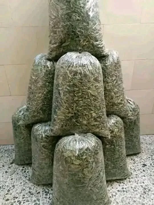 ملوخية بلدية يابسة للبيع بالجملة