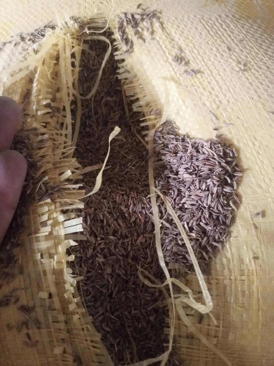 كمون للبيع - نوع أول، زيرو