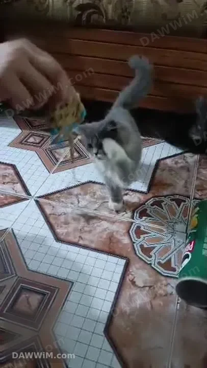قطة شانشيلا أنثى عمر 3 أشهر للبيع