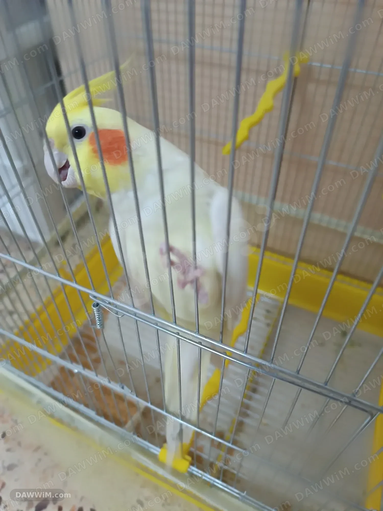 ذكر كروان أصفر جاهز للتزاوج