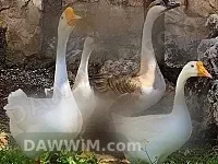 زوجين إوز صيني مع 12 فرخاً
