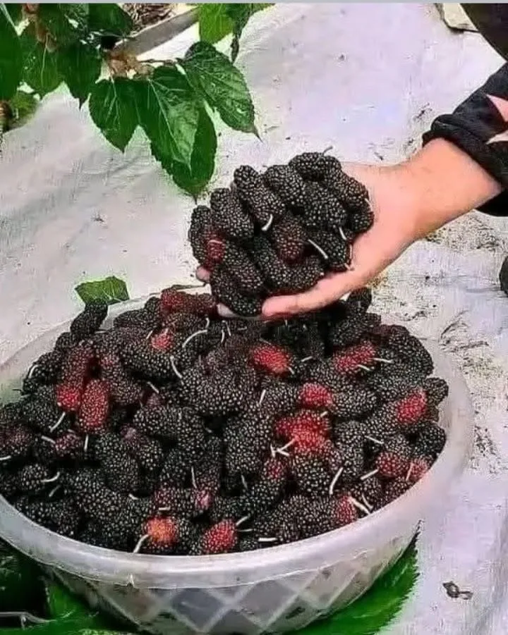 عصير توت شامي مركز منزلي